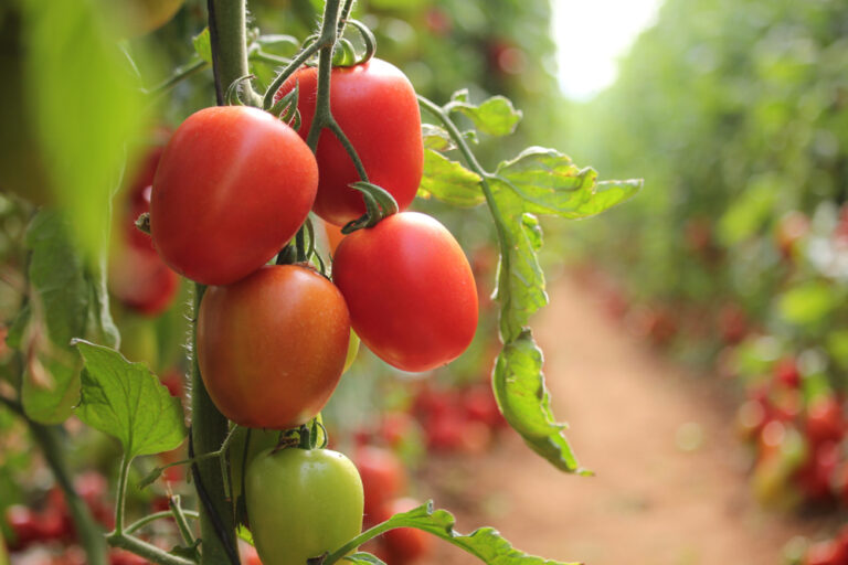 Tomate: Obst oder Gemüse? Eine klare Antwort